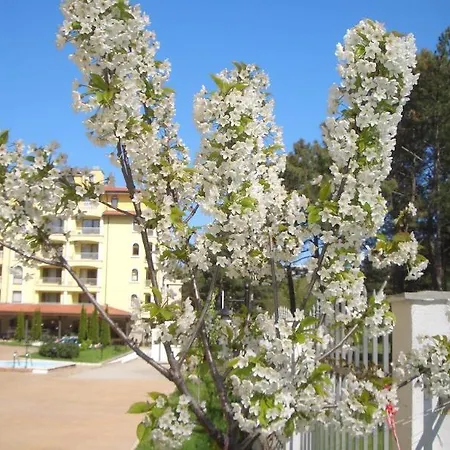 Complex Sunny Dreams サニービーチ